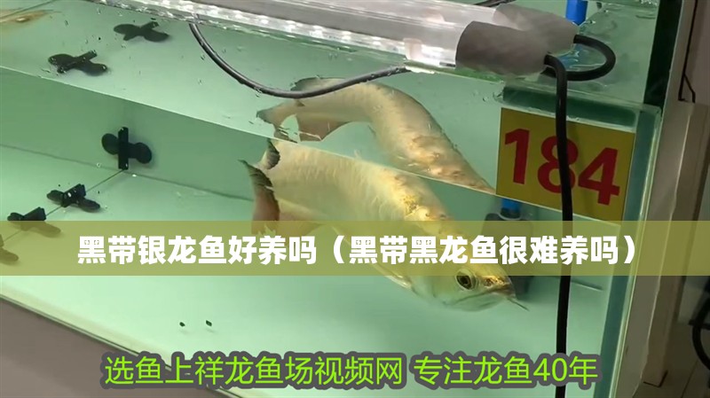 黑帶銀龍魚好養(yǎng)嗎（黑帶黑龍魚很難養(yǎng)嗎）