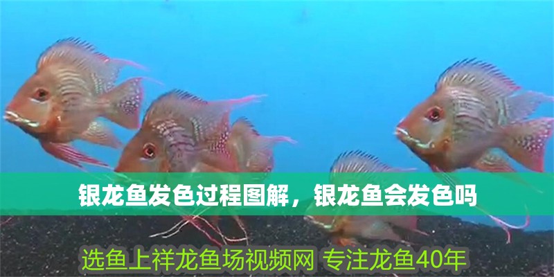 銀龍魚發(fā)色過程圖解，銀龍魚會發(fā)色嗎 銀龍魚發(fā)色過程圖解，銀龍魚會發(fā)色嗎 銀龍魚百科