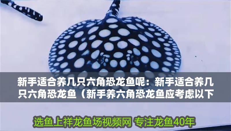 新手適合養(yǎng)幾只六角恐龍魚呢：新手適合養(yǎng)幾只六角恐龍魚（新手養(yǎng)六角恐龍魚應考慮以下幾個關鍵因素，新手應考慮）
