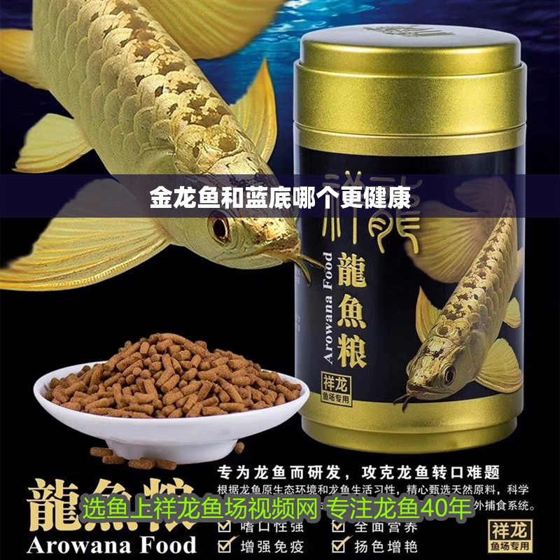 紅龍魚用黃燈烤有用嗎 金龍魚和藍底哪個更健康 龍魚論壇 金龍魚和藍底哪個更健康 金龍魚和藍底哪個更健康 龍魚論壇