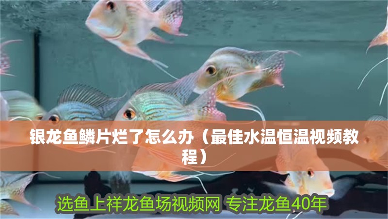銀龍魚鱗片爛了怎么辦（最佳水溫恒溫視頻教程）