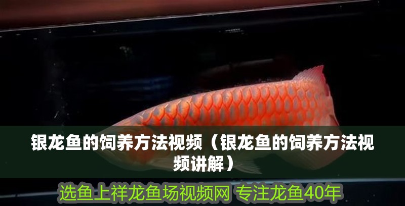 銀龍魚的飼養方法視頻（銀龍魚的飼養方法視頻講解）