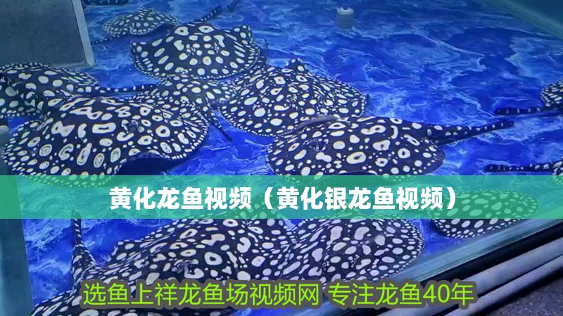 黃化龍魚視頻（黃化銀龍魚視頻）