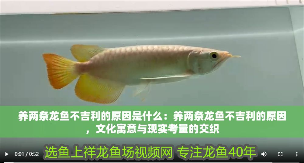 養兩條龍魚不吉利的原因是什么：養兩條龍魚不吉利的原因，文化寓意與現實考量的交織