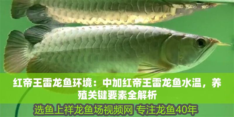紅帝王雷龍魚環境：中加紅帝王雷龍魚水溫，養殖關鍵要素全解析