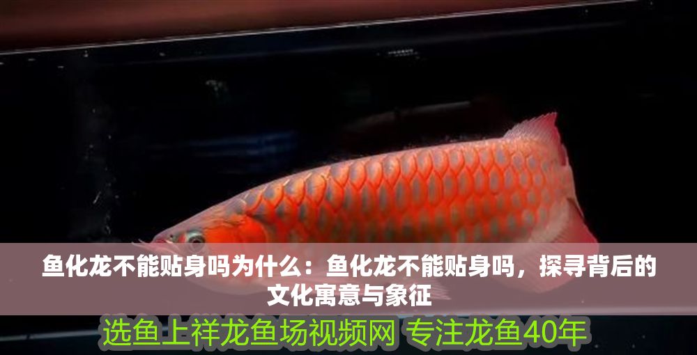魚化龍不能貼身嗎為什么：魚化龍不能貼身嗎，探尋背后的文化寓意與象征