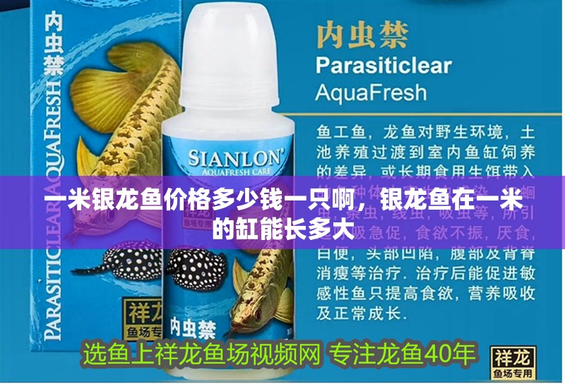 一米銀龍魚價格多少錢一只啊，銀龍魚在一米的缸能長多大