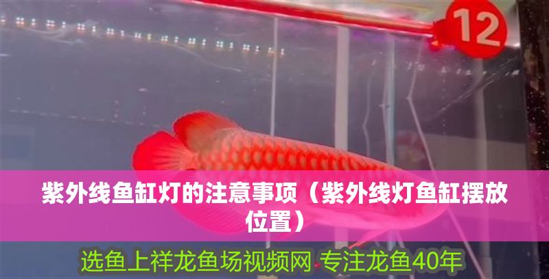 紫外線魚缸燈的注意事項（紫外線燈魚缸擺放位置）