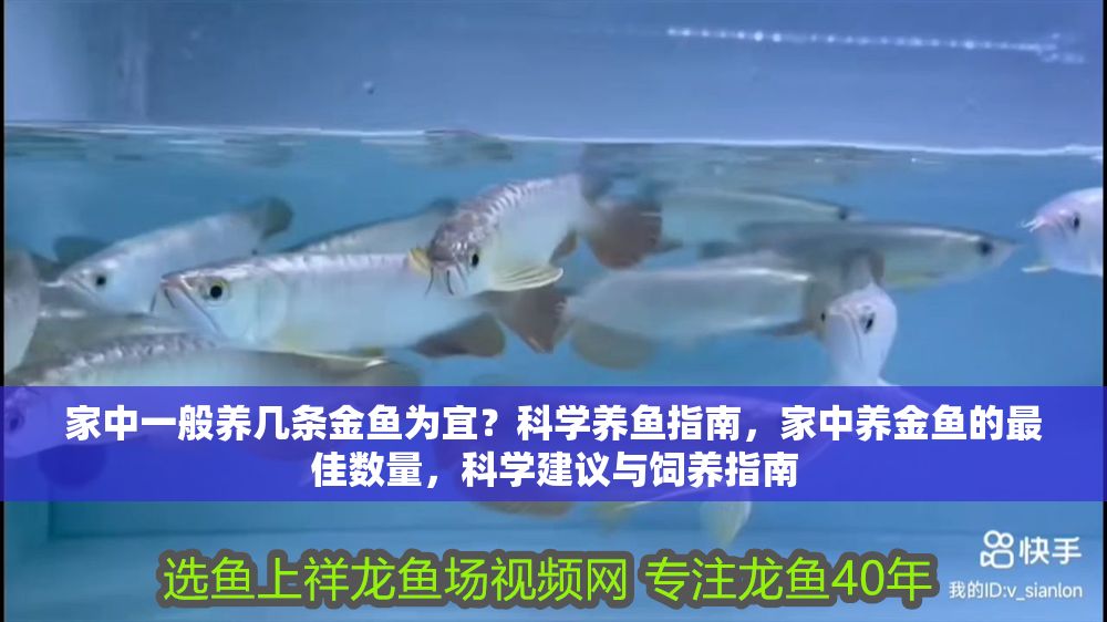 家中一般養(yǎng)幾條金魚為宜？科學養(yǎng)魚指南，家中養(yǎng)金魚的最佳數(shù)量，科學建議與飼養(yǎng)指南