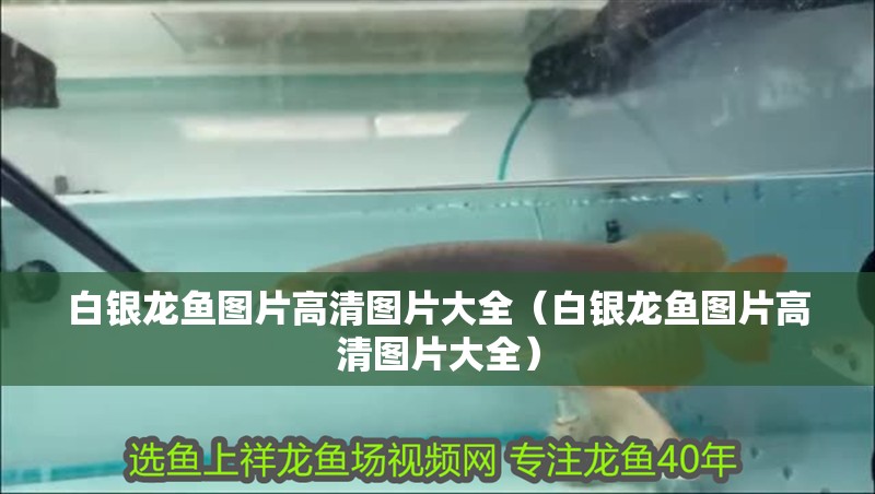 白銀龍魚圖片高清圖片大全（白銀龍魚圖片高清圖片大全）