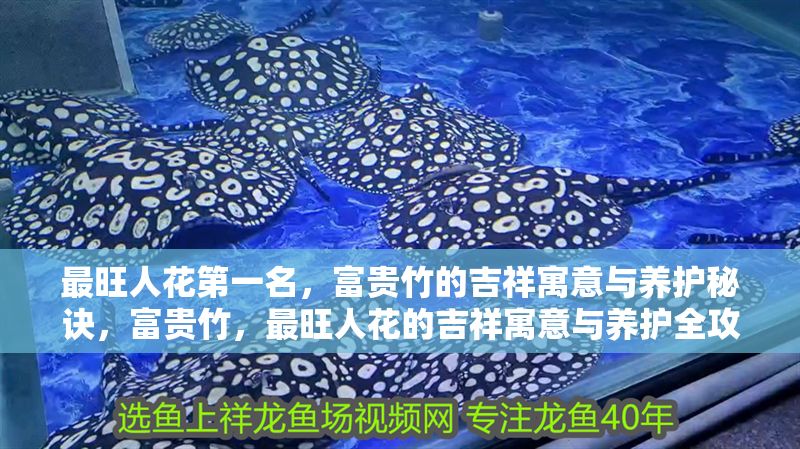 最旺人花第一名，富貴竹的吉祥寓意與養護秘訣，富貴竹，最旺人花的吉祥寓意與養護全攻略