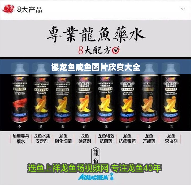 銀龍魚成魚圖片欣賞大全
