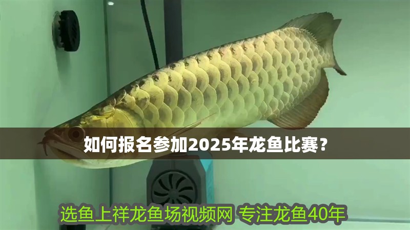 如何報名參加2025年龍魚比賽？