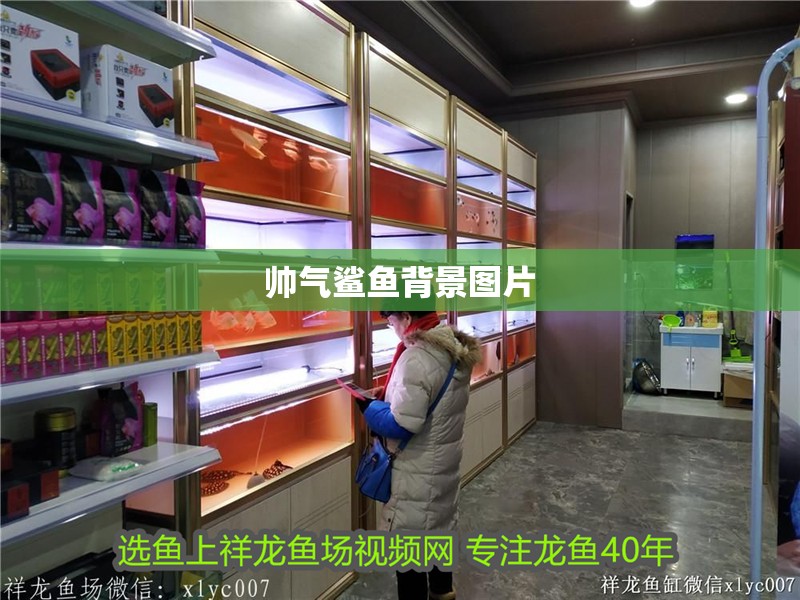 帥氣鯊魚背景圖片