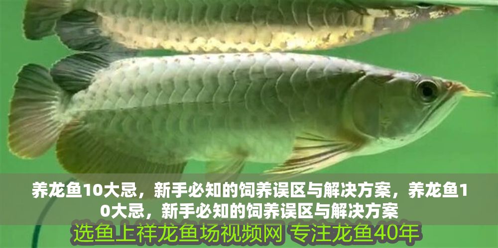 養龍魚10大忌，新手必知的飼養誤區與解決方案，養龍魚10大忌，新手必知的飼養誤區與解決方案