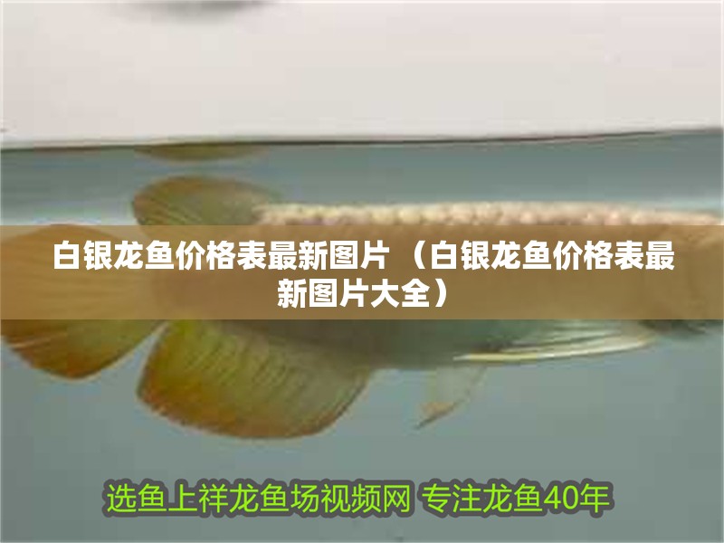 白銀龍魚價格表最新圖片 （白銀龍魚價格表最新圖片大全）