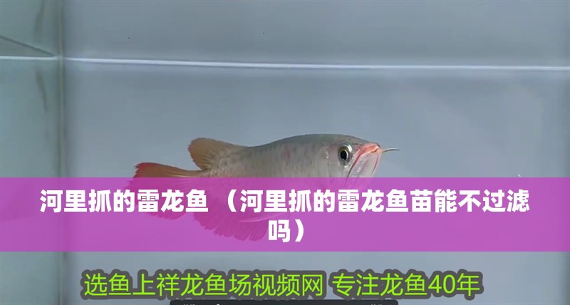 河里抓的雷龍魚 （河里抓的雷龍魚苗能不過濾嗎）