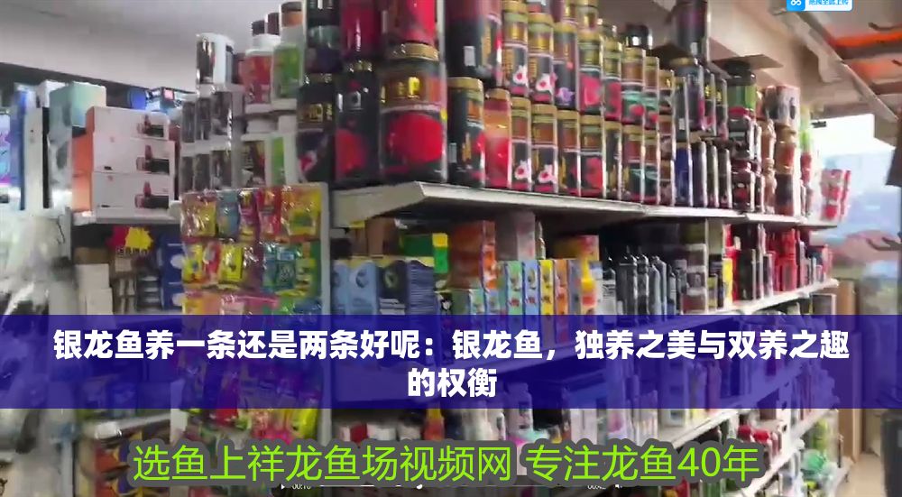 銀龍魚養一條還是兩條好呢：銀龍魚，獨養之美與雙養之趣的權衡
