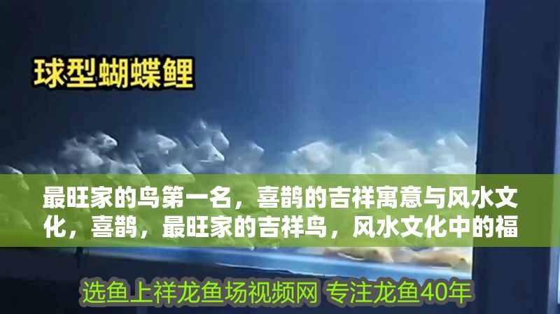 最旺家的鳥第一名，喜鵲的吉祥寓意與風水文化，喜鵲，最旺家的吉祥鳥，風水文化中的福運象征