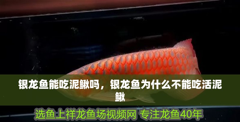 銀龍魚能吃泥鰍嗎，銀龍魚為什么不能吃活泥鰍