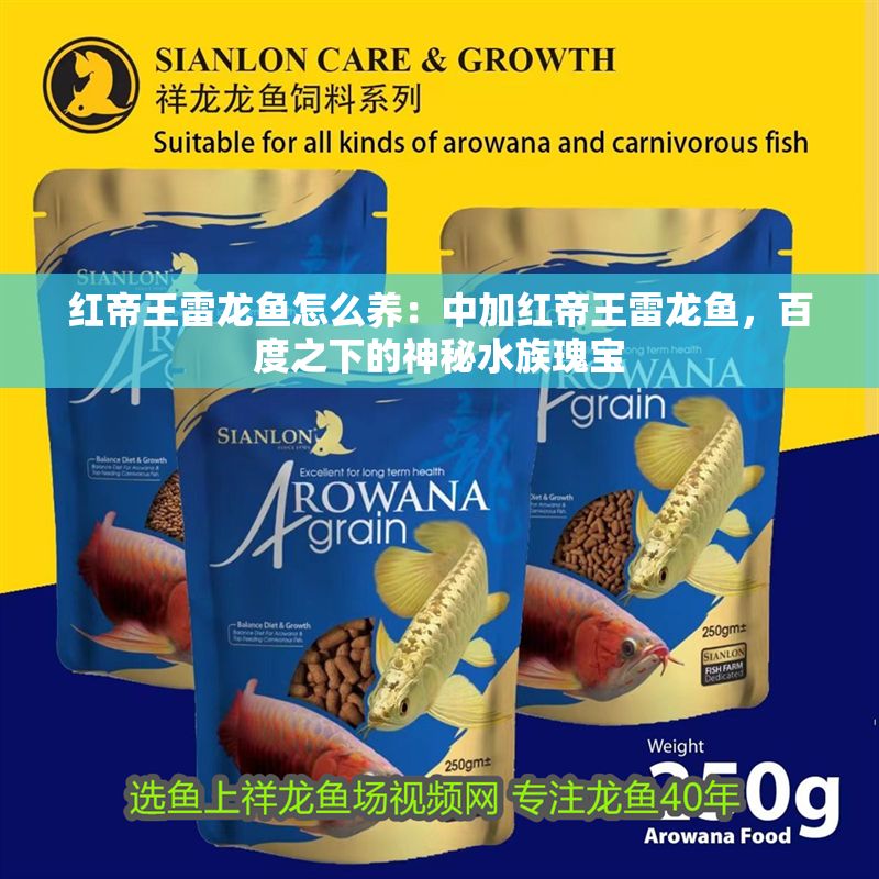 紅帝王雷龍魚怎么養：中加紅帝王雷龍魚，百度之下的神秘水族瑰寶