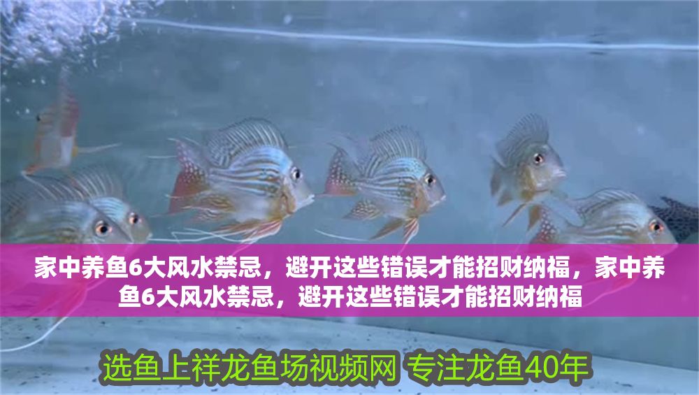 家中養魚6大風水禁忌，避開這些錯誤才能招財納福，家中養魚6大風水禁忌，避開這些錯誤才能招財納福