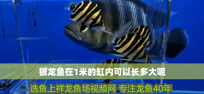銀龍魚在1米的缸內可以長多大呢