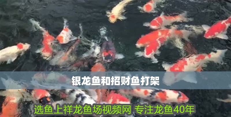 銀龍魚和招財魚打架 銀龍魚和招財魚打架 銀龍魚百科