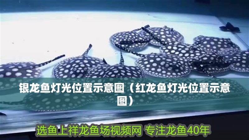 銀龍魚燈光位置示意圖（紅龍魚燈光位置示意圖）