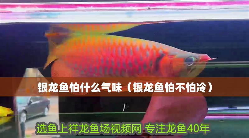 銀龍魚怕什么氣味（銀龍魚怕不怕冷） 銀龍魚怕什么氣味（銀龍魚怕不怕冷） 銀龍魚百科