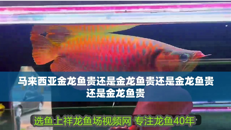馬來西亞金龍魚貴還是金龍魚貴還是金龍魚貴還是金龍魚貴
