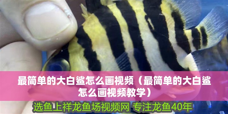 最簡單的大白鯊怎么畫視頻（最簡單的大白鯊怎么畫視頻教學）