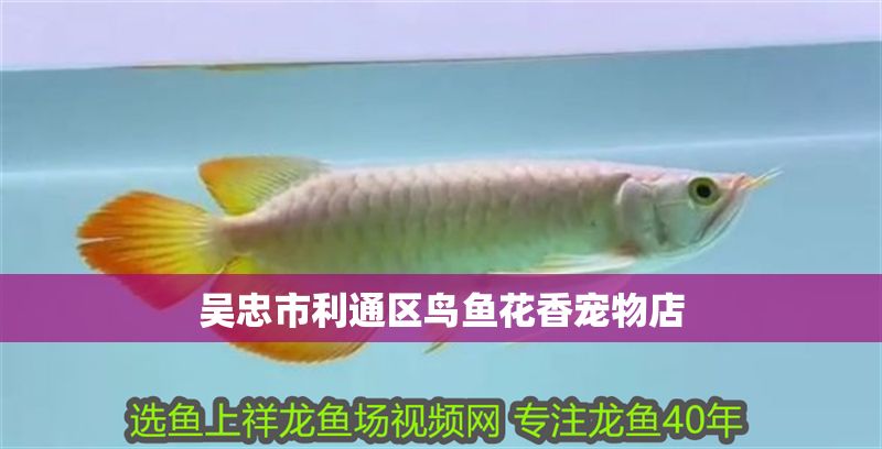 吳忠市利通區(qū)鳥魚花香寵物店 全國水族館企業(yè)名錄 第1張 吳忠市利通區(qū)鳥魚花香寵物店 吳忠市利通區(qū)鳥魚花香寵物店 全國水族館企業(yè)名錄 第1張