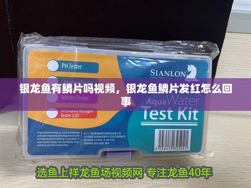 銀龍魚有鱗片嗎視頻，銀龍魚鱗片發紅怎么回事
