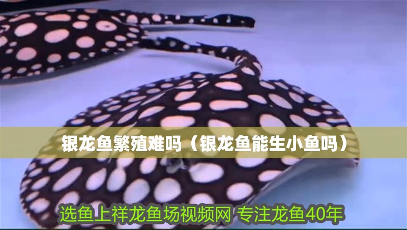 銀龍魚繁殖難嗎（銀龍魚能生小魚嗎）