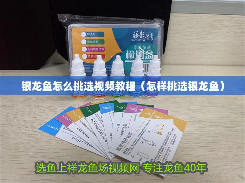 銀龍魚怎么挑選視頻教程（怎樣挑選銀龍魚）