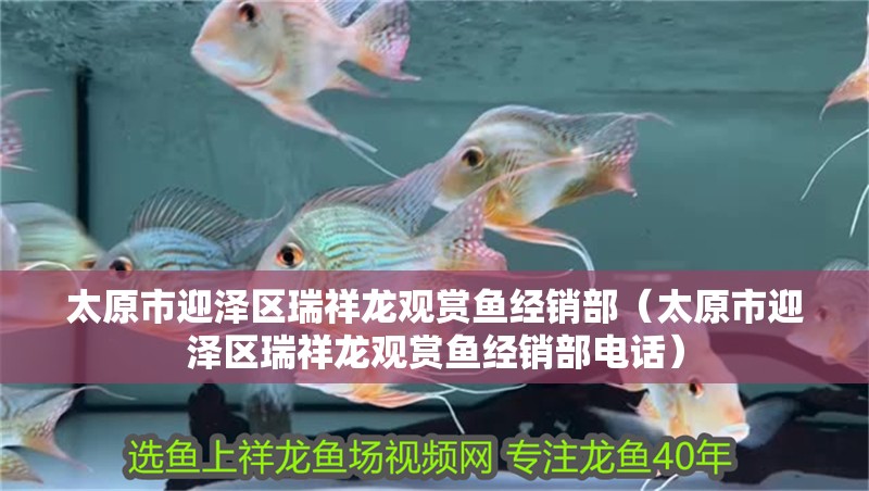 太原市迎澤區瑞祥龍觀賞魚經銷部（太原市迎澤區瑞祥龍觀賞魚經銷部電話）