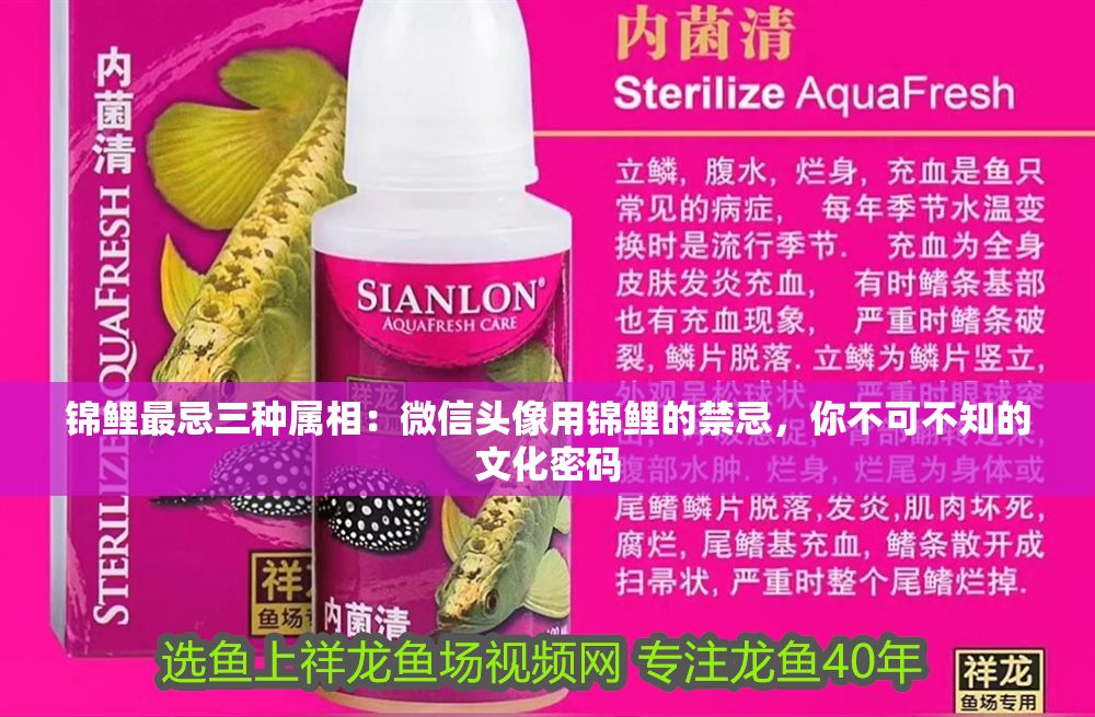 錦鯉最忌三種屬相：微信頭像用錦鯉的禁忌，你不可不知的文化密碼