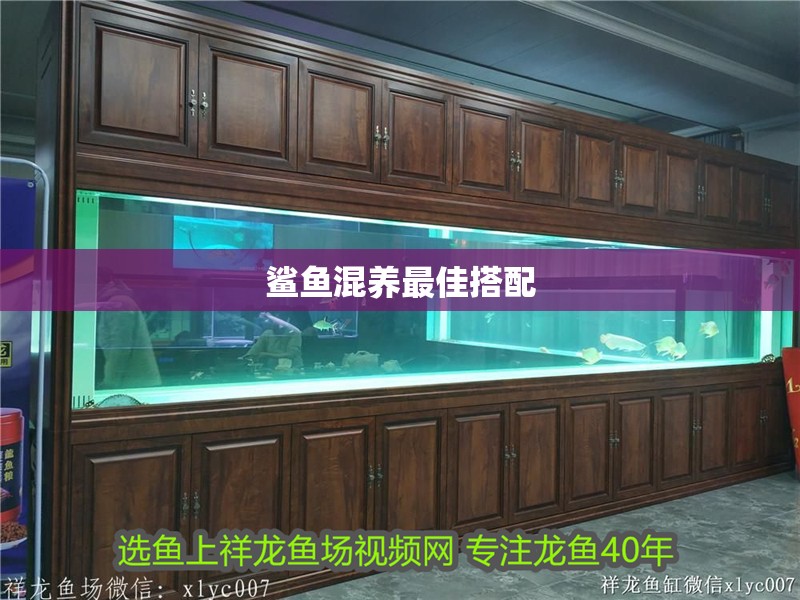 鯊魚混養(yǎng)最佳搭配