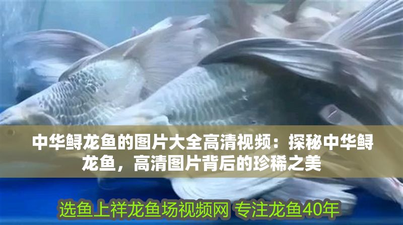 中華鱘龍魚的圖片大全高清視頻：探秘中華鱘龍魚，高清圖片背后的珍稀之美