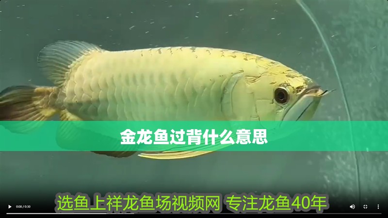 金龍魚過背什么意思 金龍魚過背什么意思 龍魚論壇
