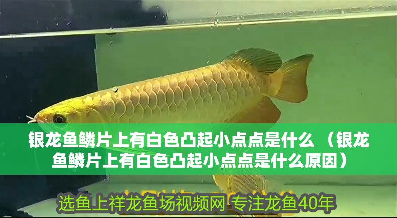 銀龍魚鱗片上有白色凸起小點點是什么 （銀龍魚鱗片上有白色凸起小點點是什么原因）
