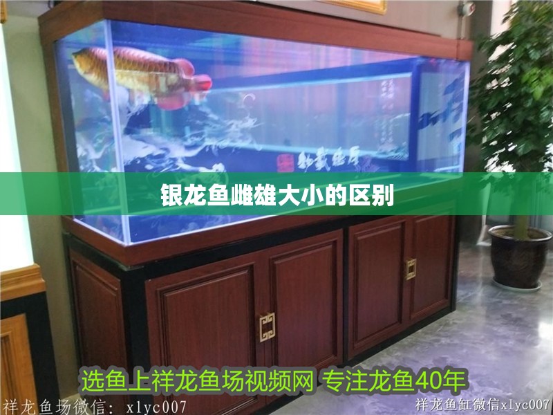 銀龍魚雌雄大小的區(qū)別