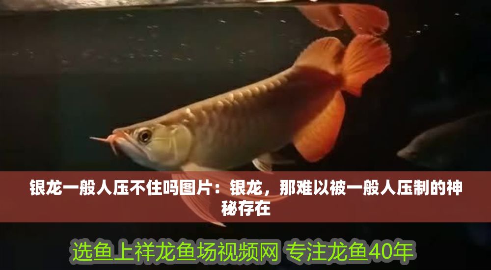 銀龍一般人壓不住嗎圖片：銀龍，那難以被一般人壓制的神秘存在