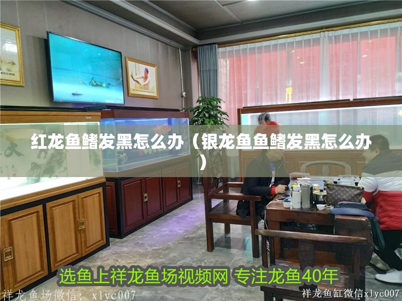 紅龍魚鰭發(fā)黑怎么辦（銀龍魚魚鰭發(fā)黑怎么辦）
