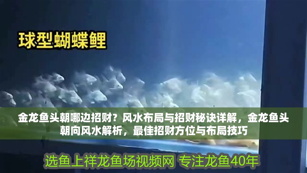 金龍魚頭朝哪邊招財？風水布局與招財秘訣詳解，金龍魚頭朝向風水解析，最佳招財方位與布局技巧