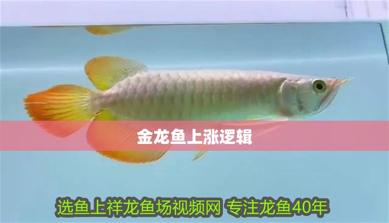 金龍魚上漲邏輯