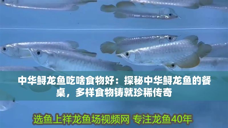 中華鱘龍魚吃啥食物好：探秘中華鱘龍魚的餐桌，多樣食物鑄就珍稀傳奇
