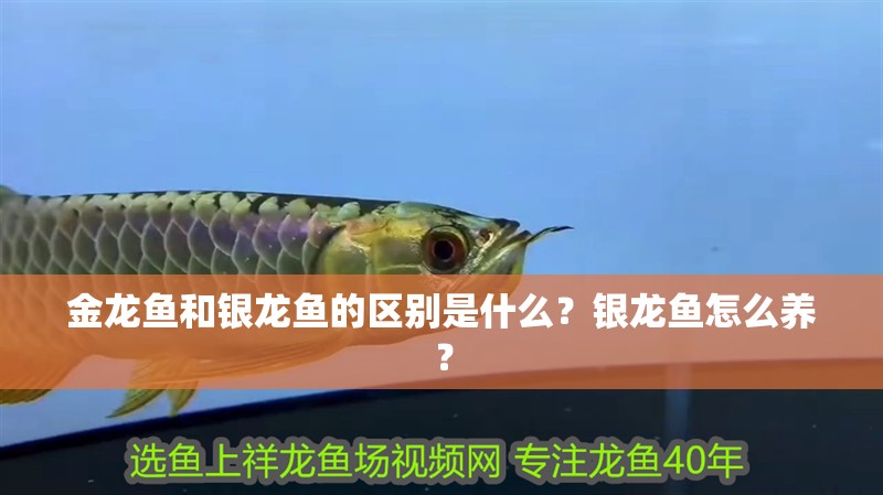 金龍魚和銀龍魚的區別是什么？銀龍魚怎么養？