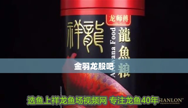 金羽龍股吧